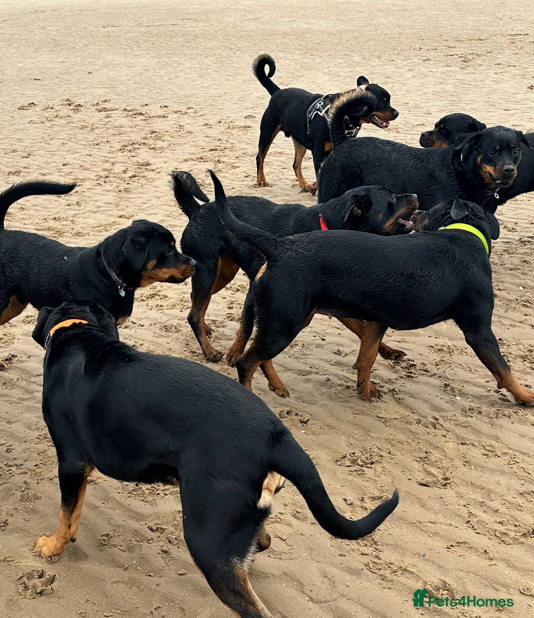Rottweiler dogs for sale: Rottweiler Champion bloodline  - Image 37