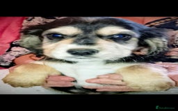 Cocker Spaniel dogs for sale: Adorable cocker spaniel puppy’s  - Image 10