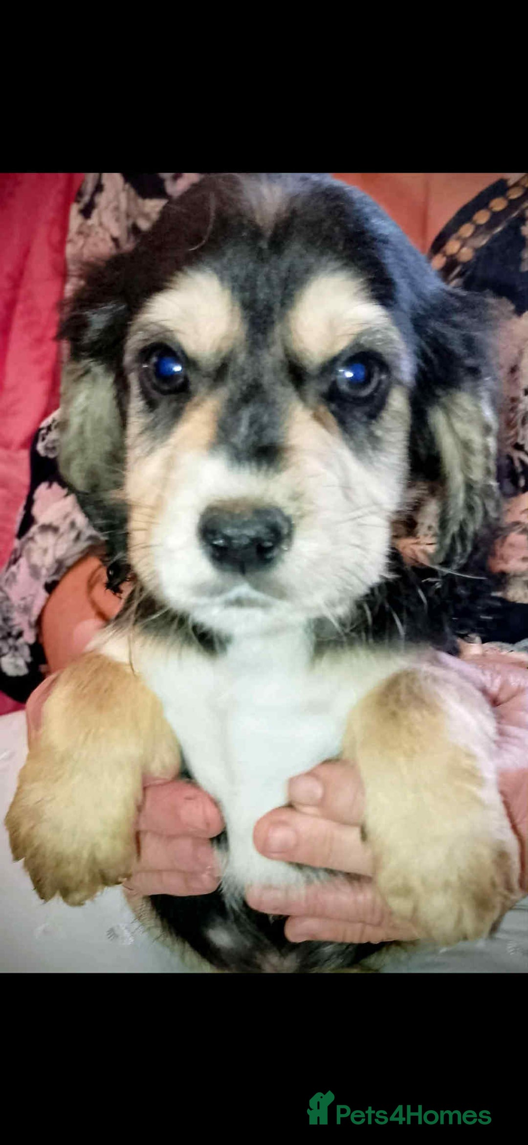 Cocker Spaniel dogs for sale: Adorable cocker spaniel puppy’s  - Image 10