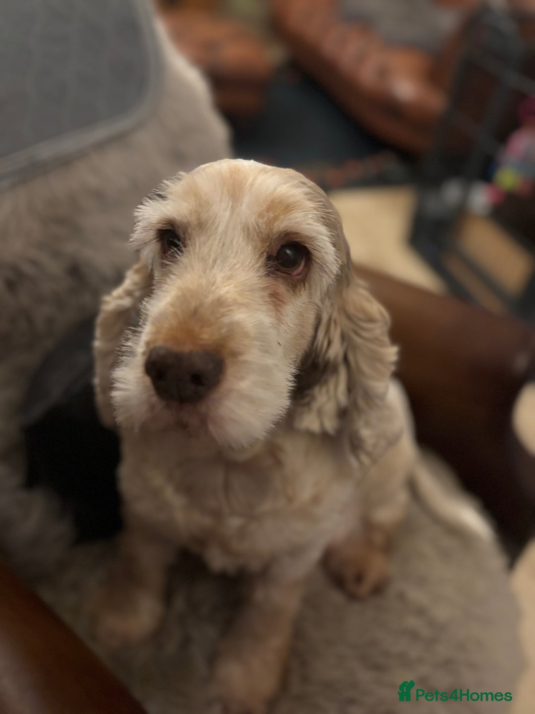 Cockapoo dogs for sale: F1 Chocolate Cockapoo pups - Advert 2