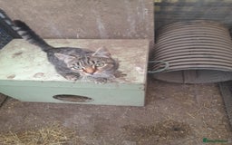 Aegean cats for sale: Agean x Kittens for sale - Image 1