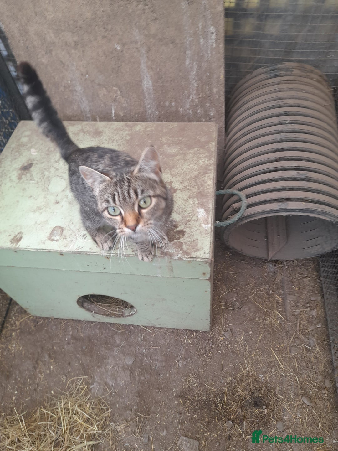 Aegean cats for sale: Agean x Kittens for sale - Image 1