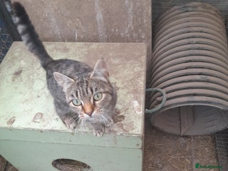 Aegean cats - Advert 31