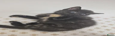 Rook