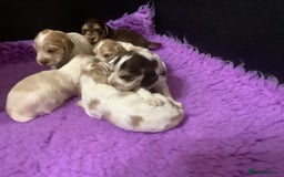 Cocker Spaniel dogs for stud: KC Reg Show Cocker Spaniel- Extensively DNA tested in Warrington - Image 25
