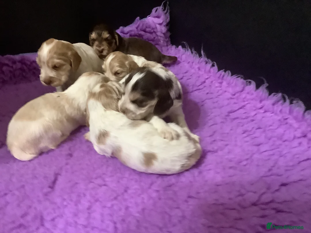 Cocker Spaniel dogs for stud: KC Reg Show Cocker Spaniel- Extensively DNA tested in Warrington - Advert 31