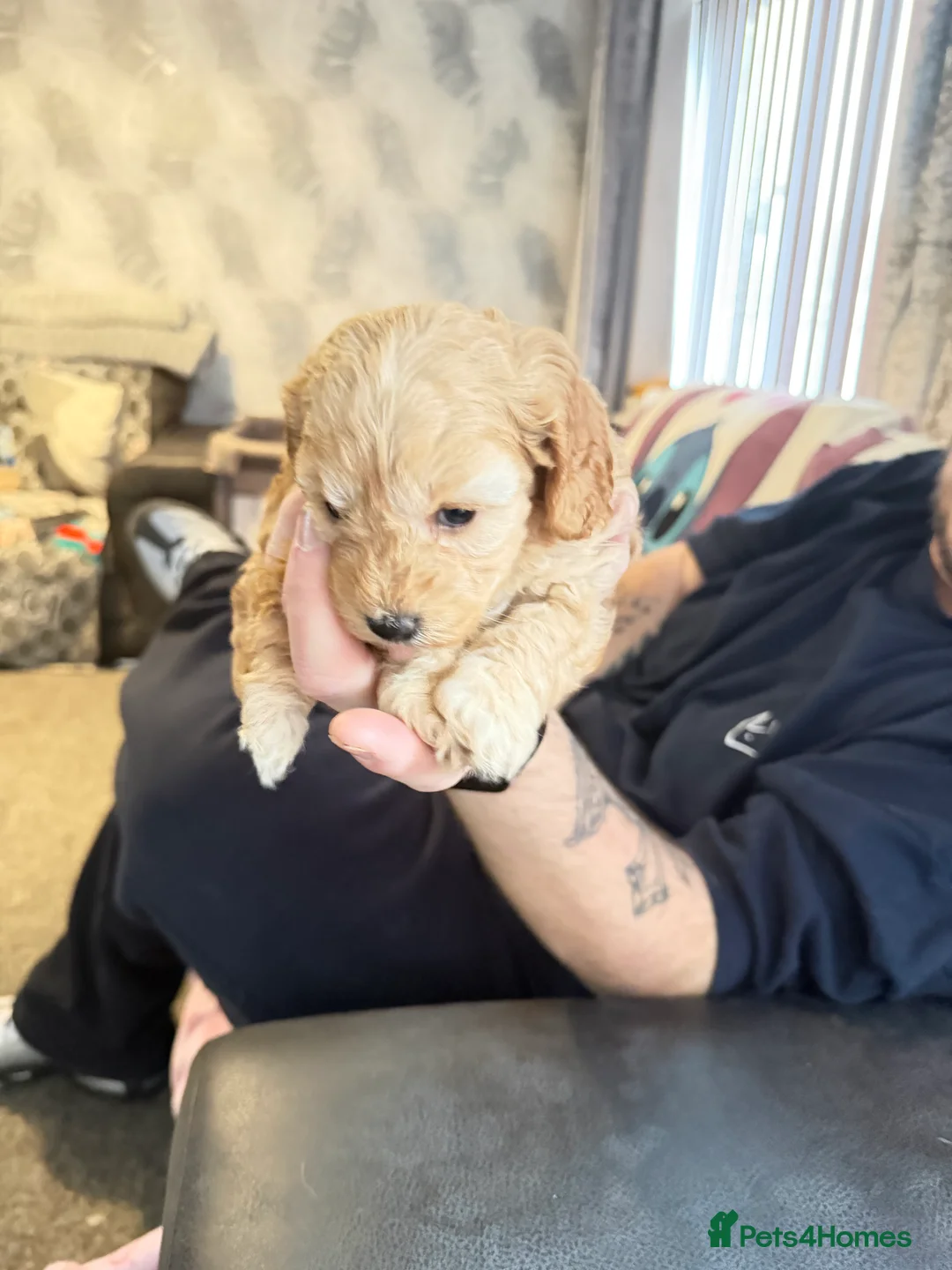 Cavapoochon dogs for sale: Beautiful cavapoochon puppies  - Advert 3