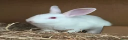 Mixed Breed rabbits for sale: Male albino rabbits in Wolverhampton - Advert 3