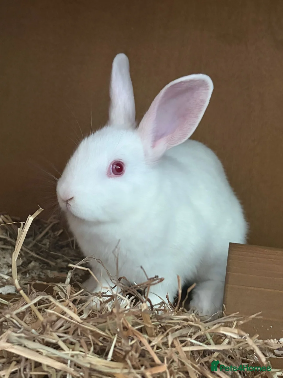 Mixed Breed rabbits for sale: Male albino rabbits in Wolverhampton - Advert 3