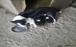 Border Collie dogs for sale: Farm reared border collie pups - Image 2