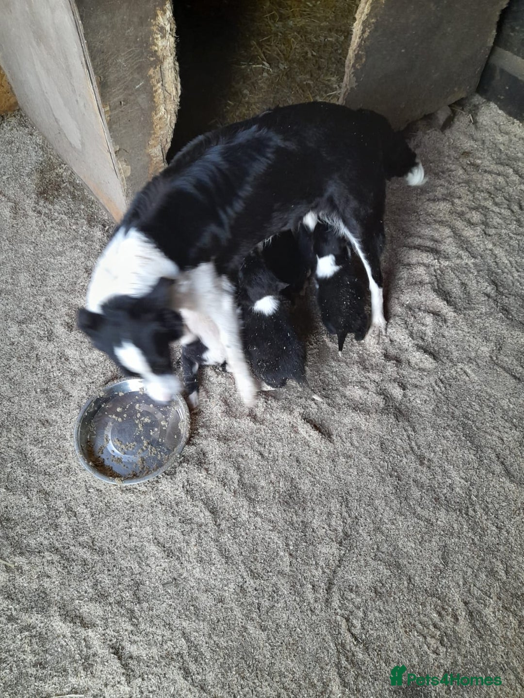 Border Collie dogs for sale: Farm reared border collie pups - Image 2