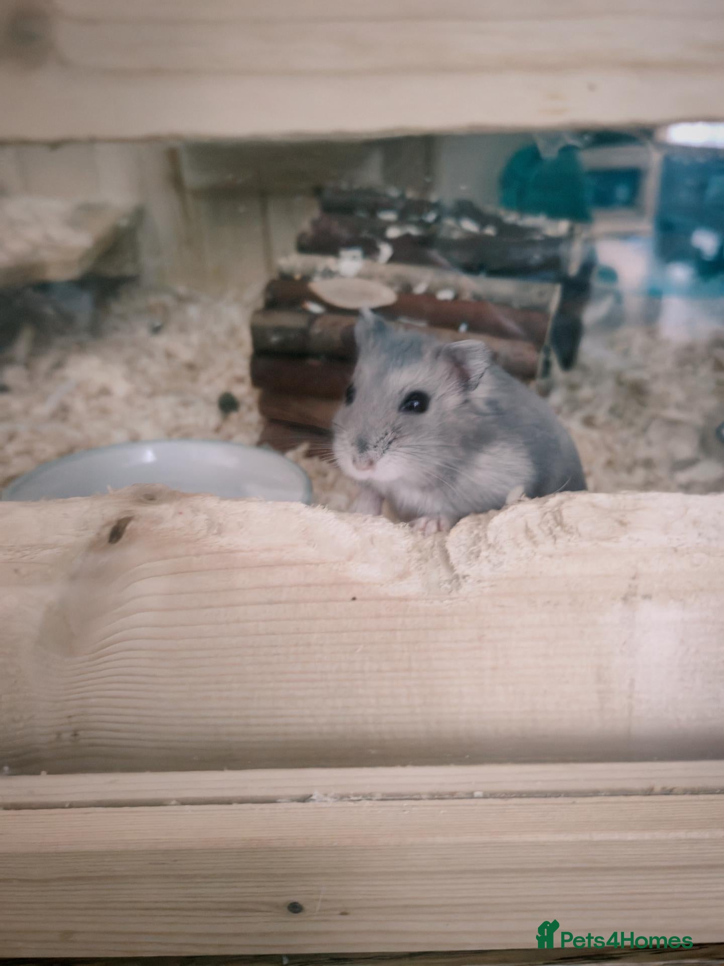 Hamster rodents Female Russian hamster for sale with full set up - Advert 1