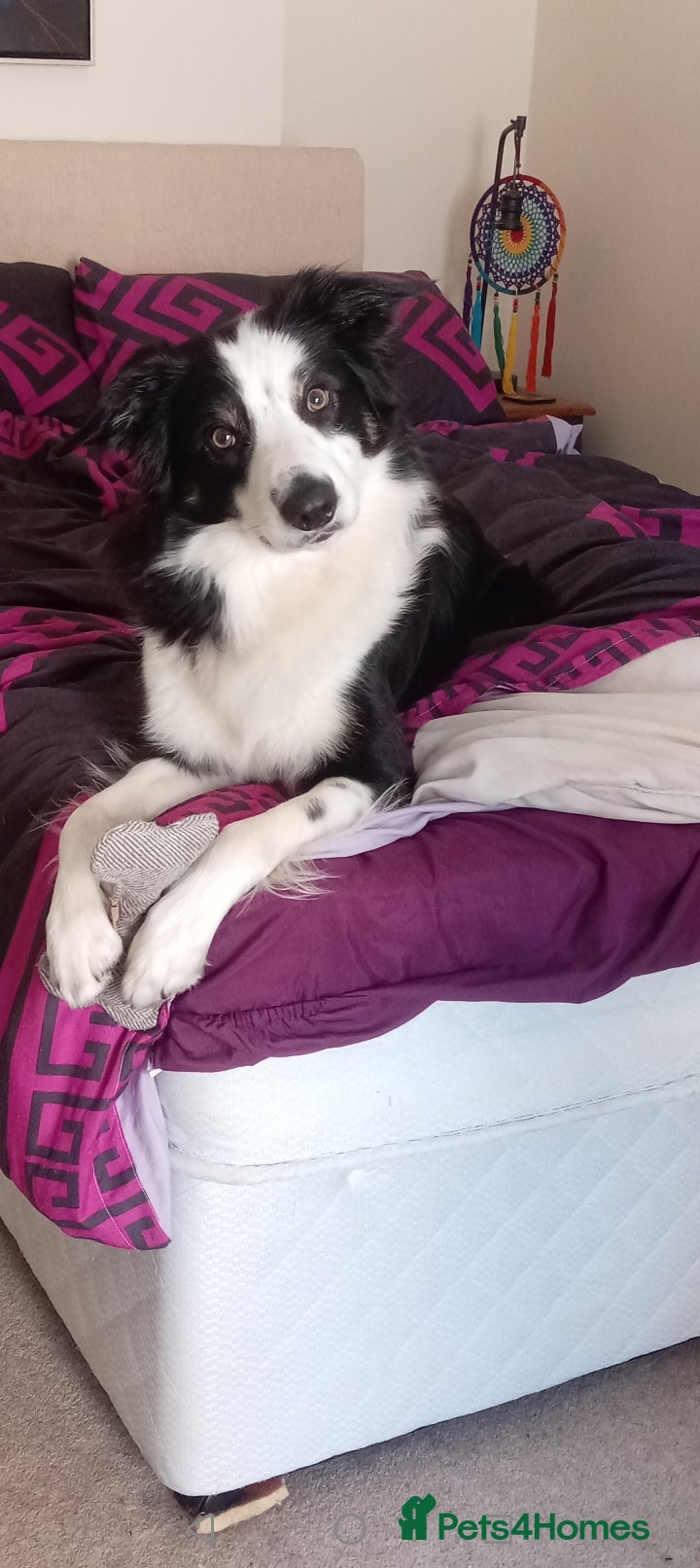 Border Collie dogs Buddy - Advert 1