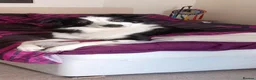 Border Collie dogs for stud: Buddy in Cardigan - Advert 1