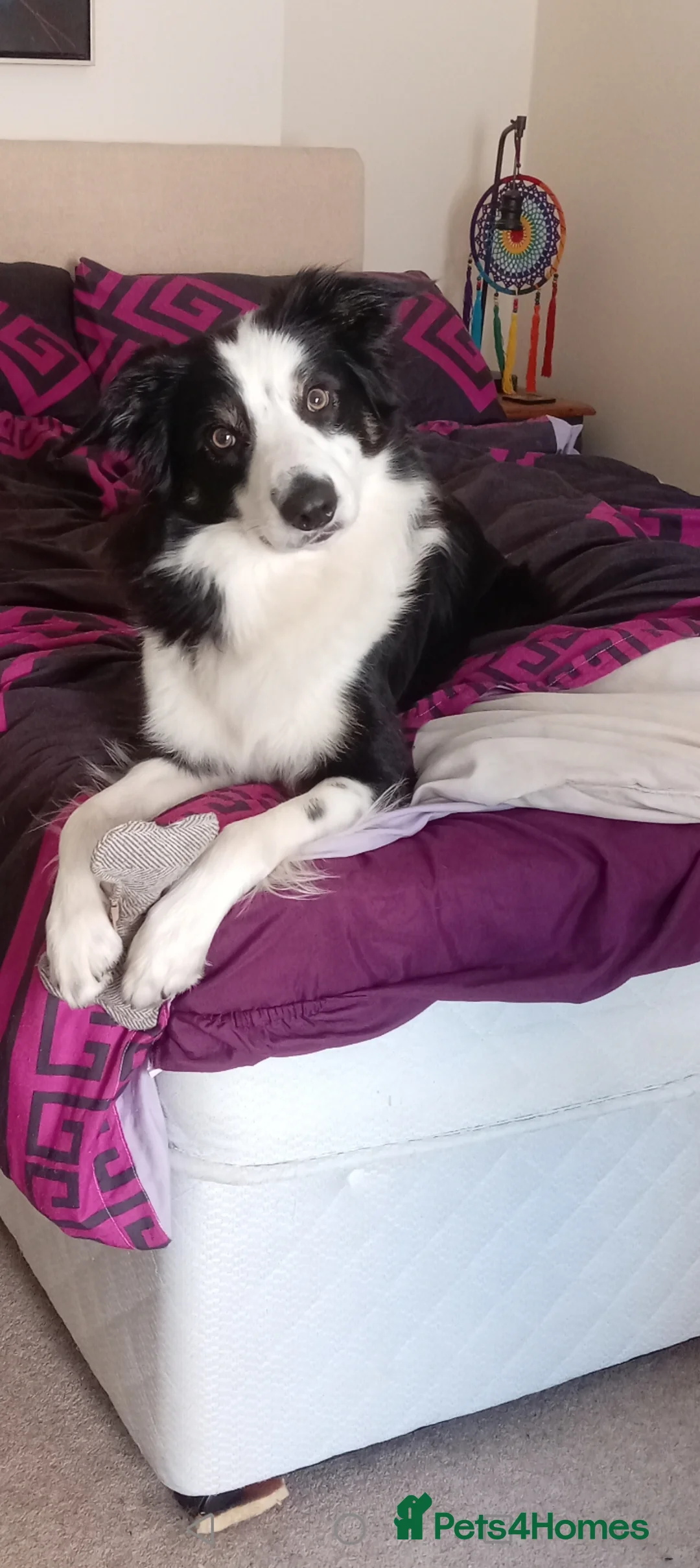 Border Collie dogs for stud: Buddy in Cardigan - Advert 1
