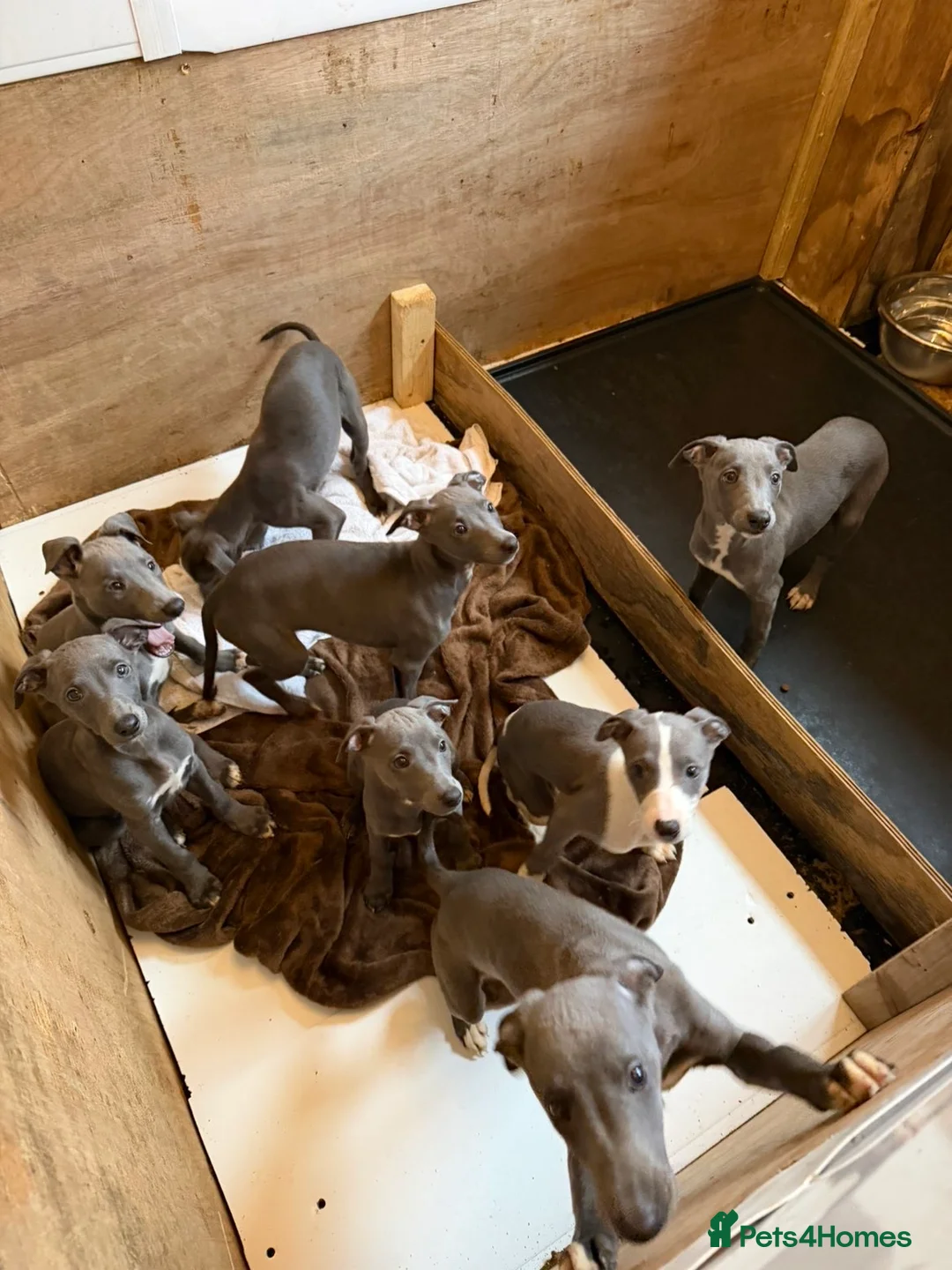 Whippet dogs for sale: Blue whippets in Rhyl - Advert 11