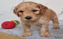 Cockapoo dogs for sale: Cockapoo's - Image 15