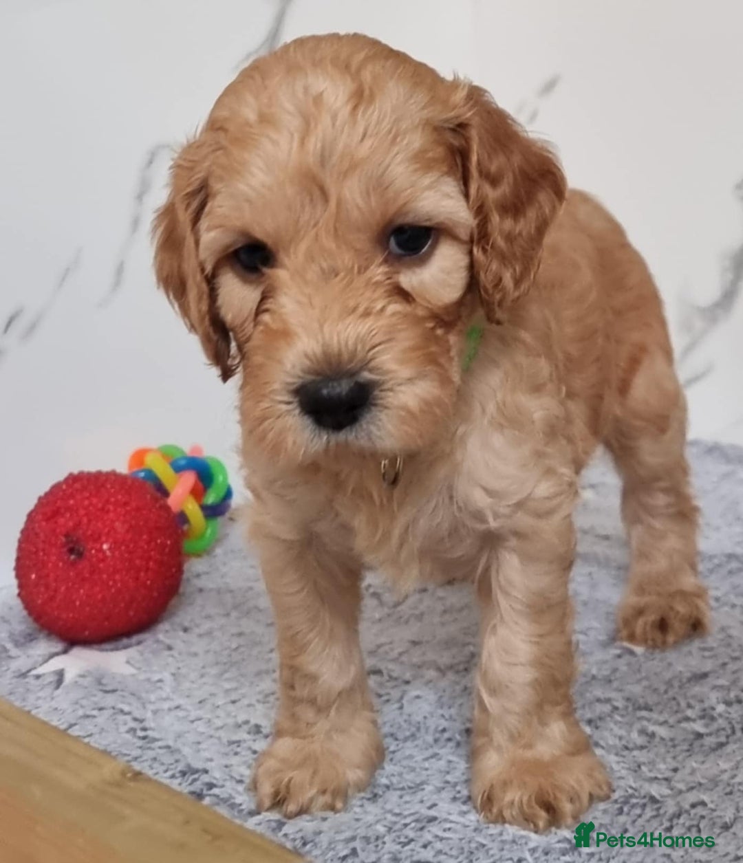 Cockapoo dogs for sale: Cockapoo's - Image 15