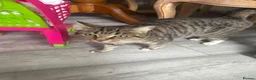 European cats for sale: Kittens  - Advert 1