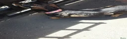 Dachshund dogs for sale: Miyo needs a loving home  in Wolverhampton - Advert 22