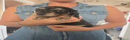 Miniature Dachshund dogs for sale: Miniature Dachshunds - Advert 22