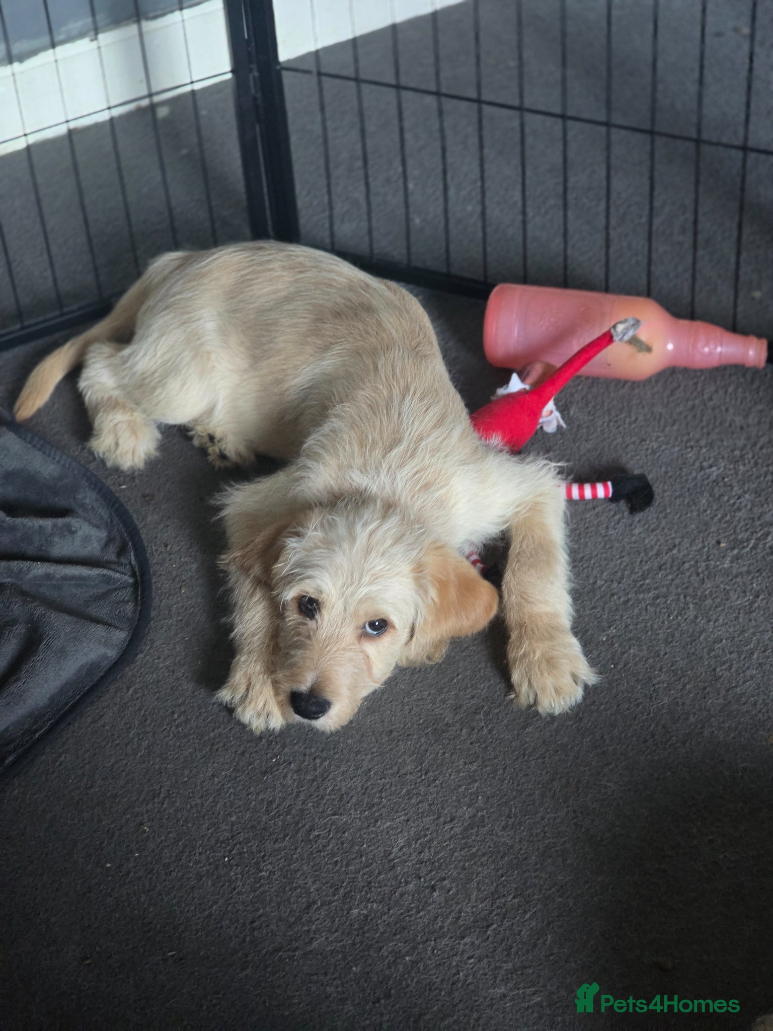 Goldendoodle dogs Labradoodle puppies - Advert 10