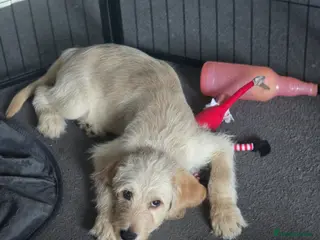 Goldendoodle dogs Labradoodle puppies - Advert 10