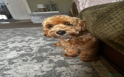 Maltipoo dogs for sale: 2 year old Girl Maltipoo  - Image 9