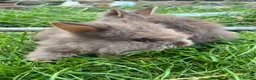 Lionhead rabbits for sale: Lionhead rabbits with starter pack in Ripley - Advert 2