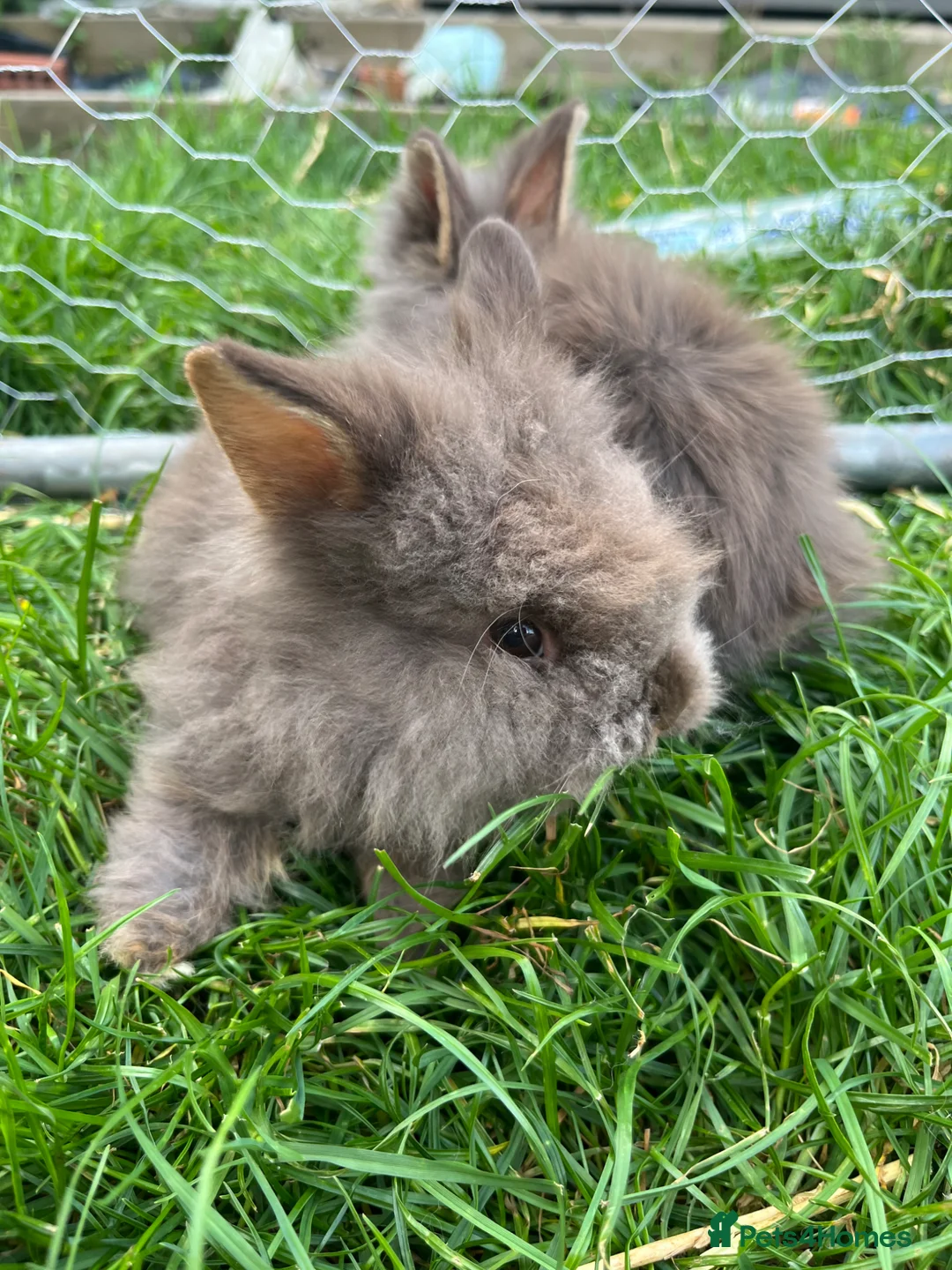 Lionhead rabbits for sale: Lionhead rabbits with starter pack in Ripley - Advert 2