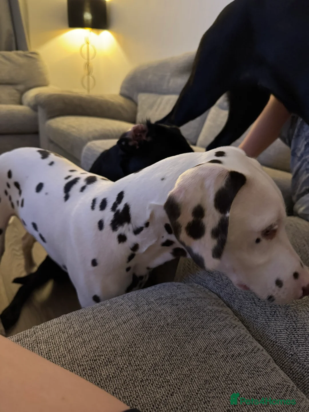 Dalmatian dogs for sale: Loving home needed.  - Advert 4