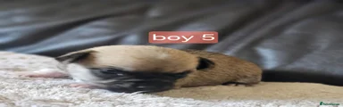Chihuahua 5