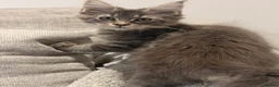 Maine Coon cats for sale: Tica registered ready to go  - Advert 9