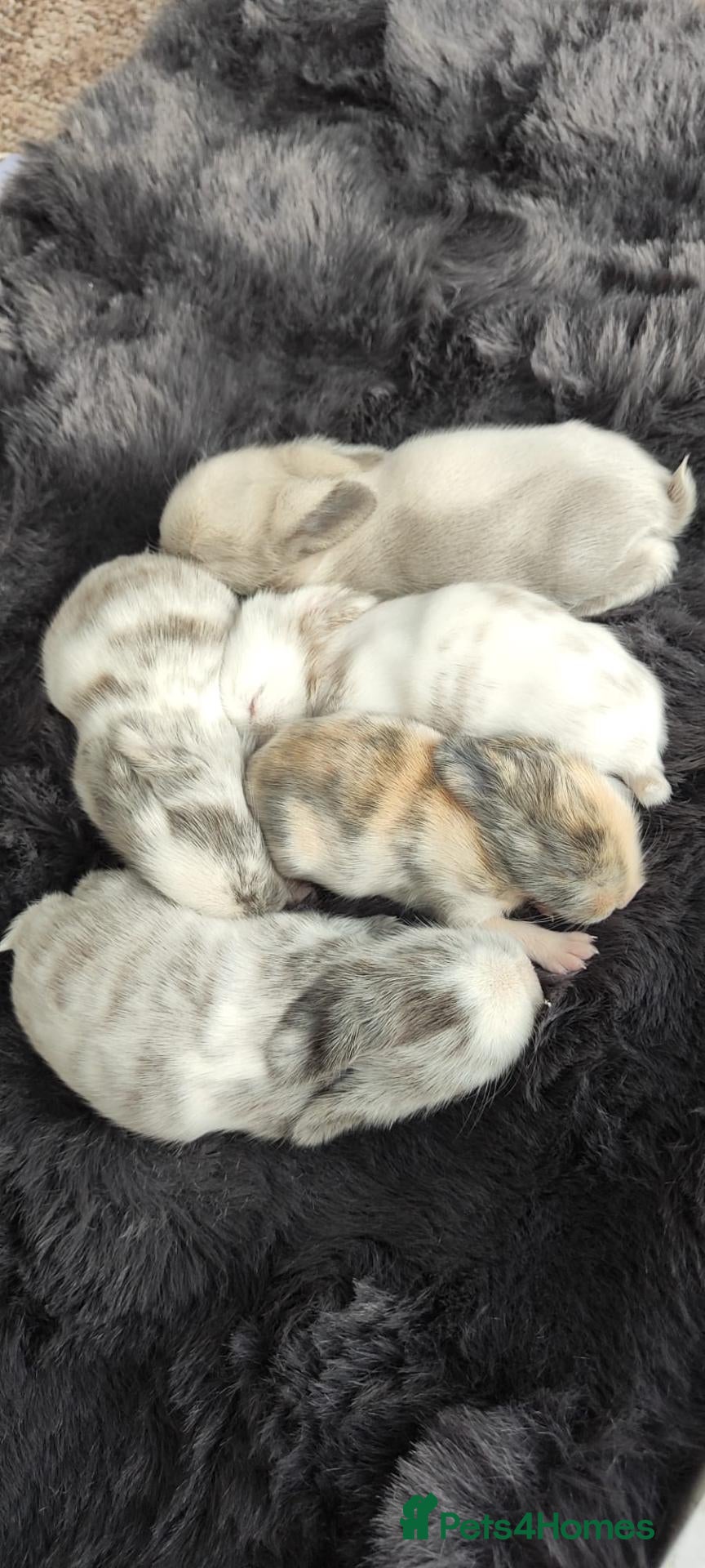Mini Lop rabbits Mini lop/lion head new arrivals  - Advert 2