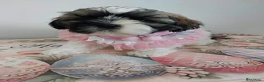 Shih Tzu Puppy 4