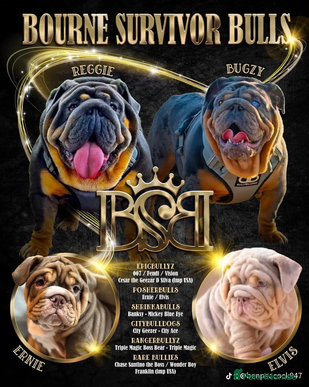 English Bulldog dogs for stud: REGGIE ( MAIN MAN KNUCKLES ) - Advert 9