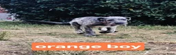 Irish Wolfhound dogs for sale: HEALTH TESTED KC Reg Irish Wolfhound Male - Advert 9