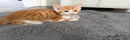 Mixed Breed cats for sale: 5 lovely kittens for sale  - Advert 19
