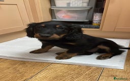 Cocker Spaniel dogs for sale: 7 month old cocker spaniel  - Image 2