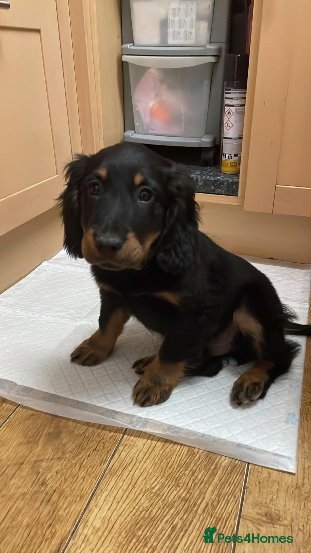 Cocker Spaniel dogs for sale: 7 month old cocker spaniel  - Image 2