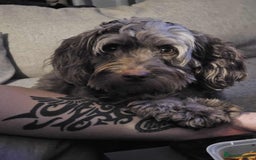 Cockapoo dogs for sale: Beautiful Chocolate and Merle F1 babies - Image 32
