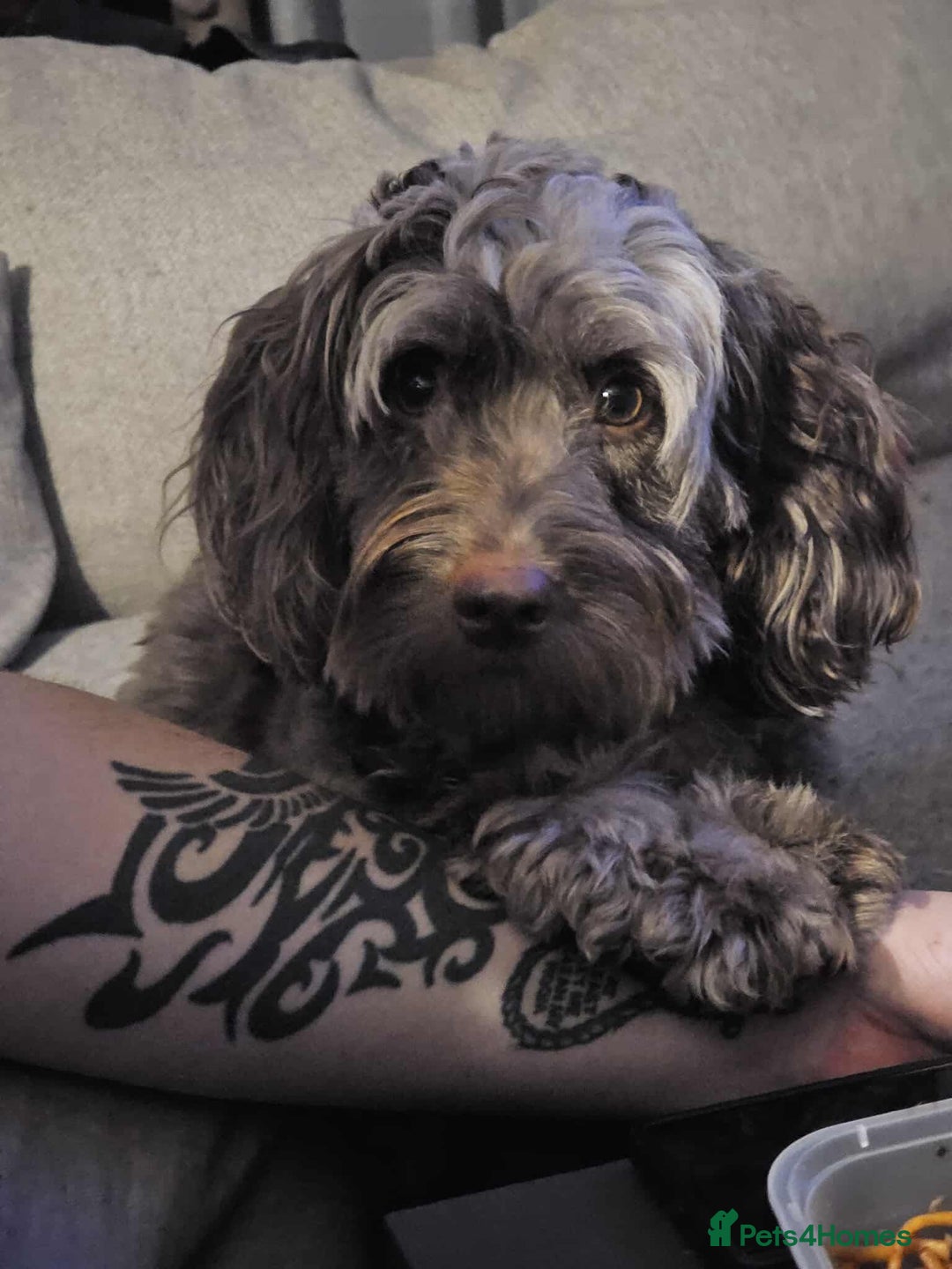 Cockapoo dogs for sale: Beautiful Chocolate and Merle F1 babies - Image 32