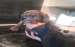 Cocker Spaniel dogs for sale: Cocker Spaniel  - Image 10