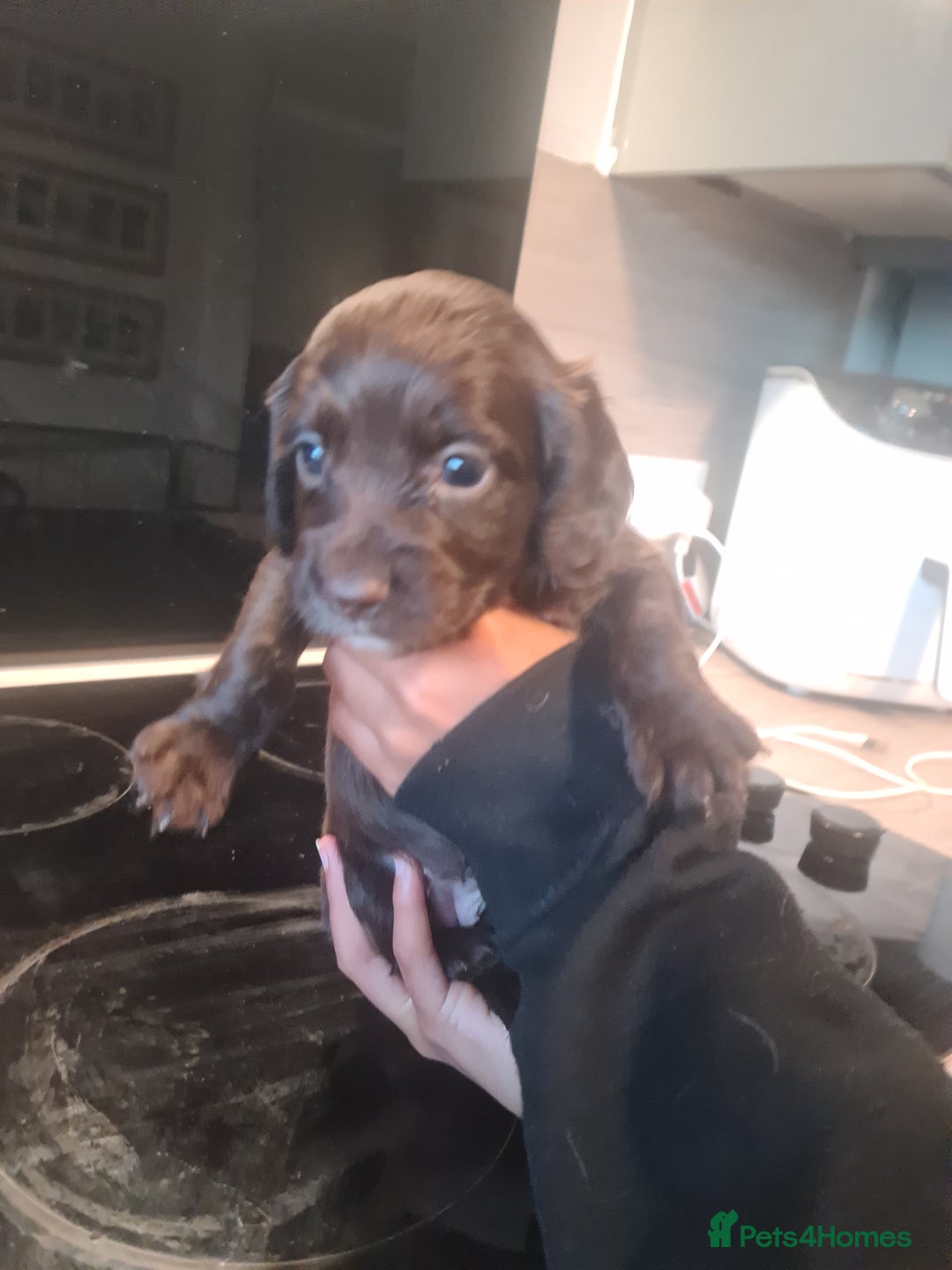 Cocker Spaniel dogs for sale: Cocker Spaniel  - Image 10