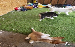 Siberian Husky dogs for sale: Siberian husky puppies (ready forever loving home) - Image 15