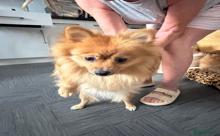 Pomeranian dogs - Advert 8