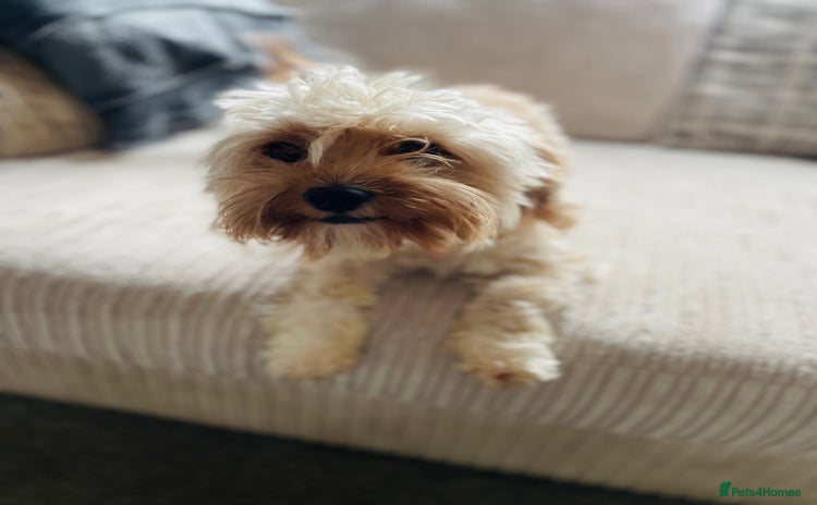 Cavapoo dogs - Advert 8