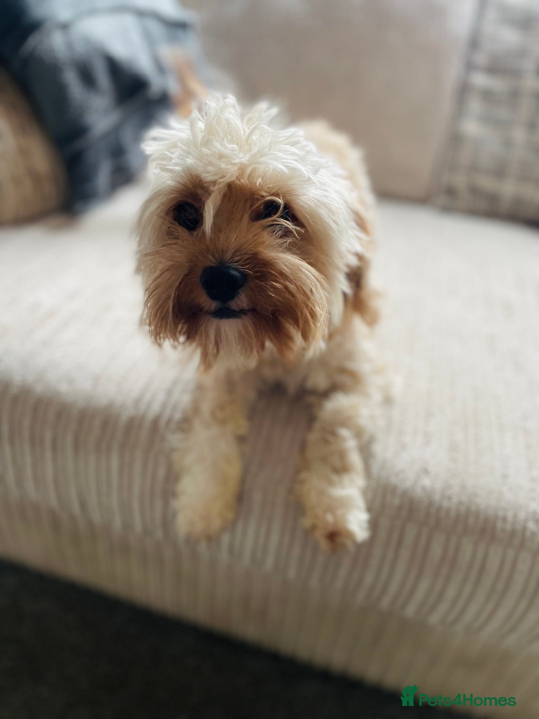 Cavapoo dogs for sale: Cavapoo to rehome  - Image 1