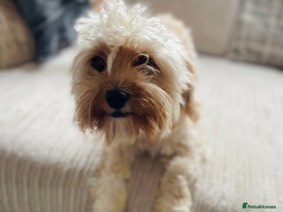 Cavapoo dogs - Advert 1