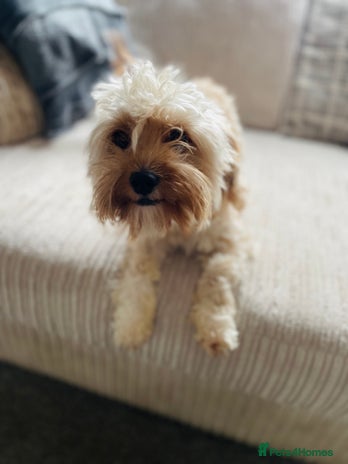 Cavapoo dogs - Advert 5